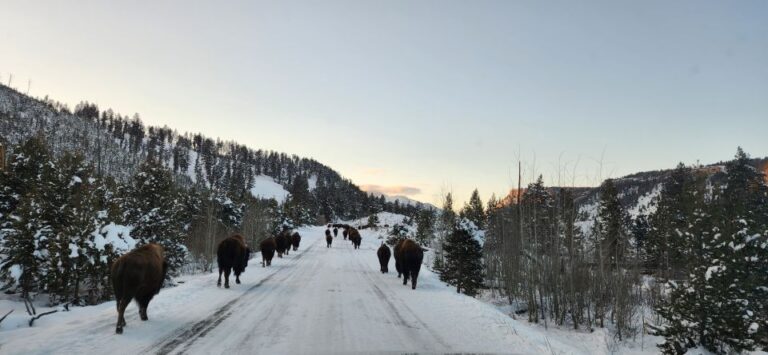 Gardiner: Yellowstone National Park Wildlife Guided Tour Tour Overview