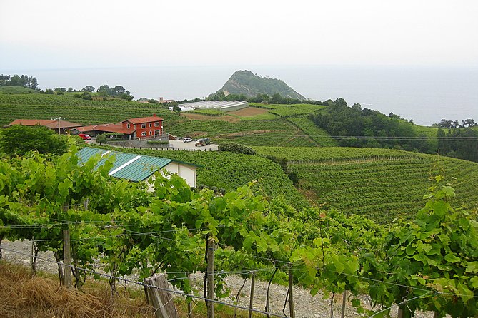 Getaria Txakoli Wine Tour With Hotel Pick Up From San Sebastian Tour Overview