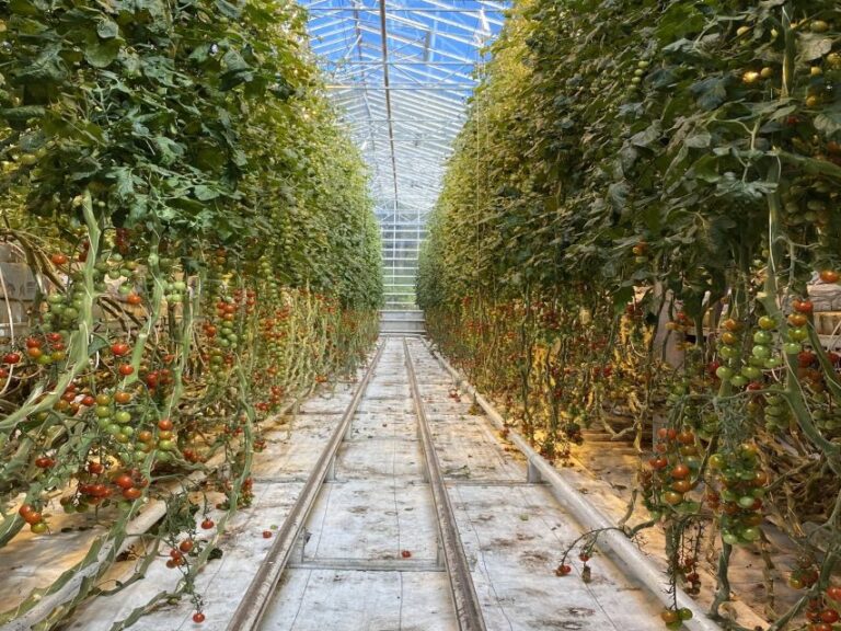 Golden Circle, Hot Spring Bakery, Tomato Farm Private Tour Tour Details