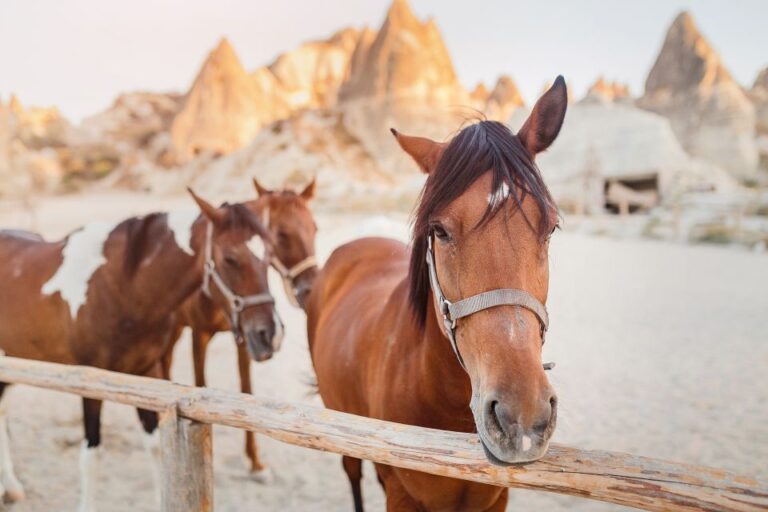 Goreme: Horseback Riding Experience In Cappadocia Highlights Of The Ride