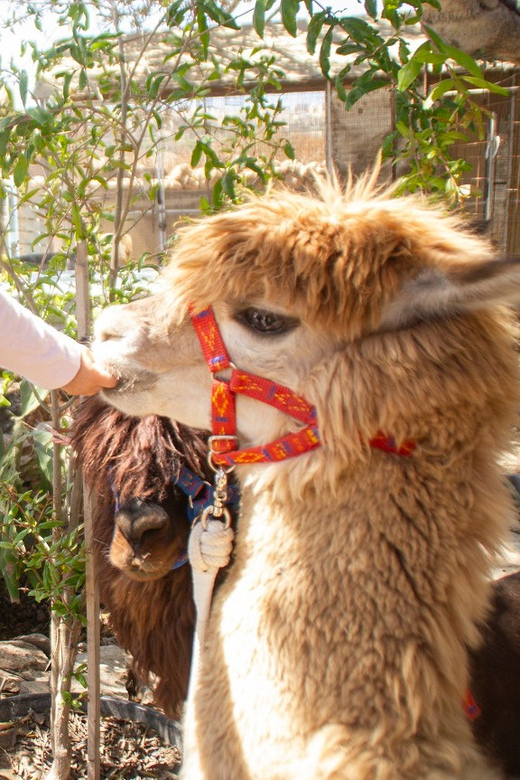 Gozo Alpaca Walks : With Feeding And Farm Visit Activity Overview