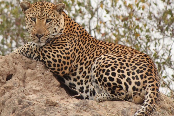 Greater Kruger National Park 4 Day Safari at a Private Game Lodge - Accommodation and Meals Provided