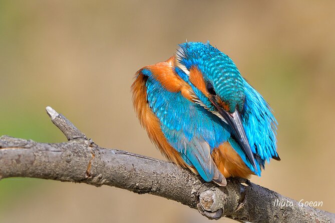 Guided Birdwatching Day Trip To The Danube Delta Private Program Overview Of The Danube Delta