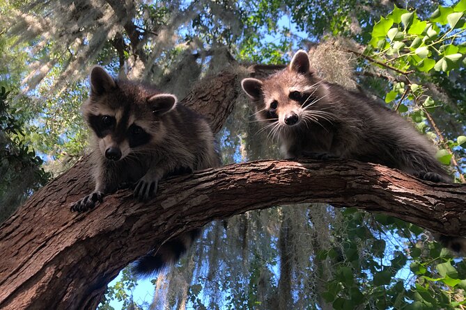 Guided Boat Tour Of New Orleans Bayou And Wildlife Tour Overview And Highlights