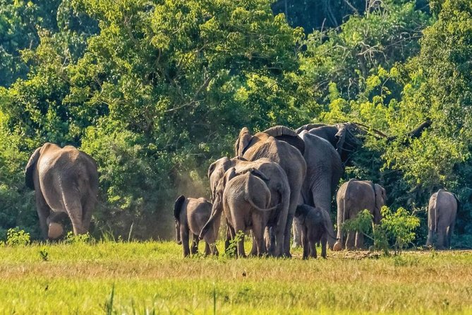 Guided Safari to Murchison Falls From Masindi - Tour Overview