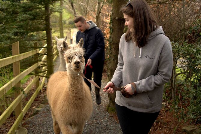 Guided Scenic Alpaca Trekking Experience Northern Ireland Activity Details