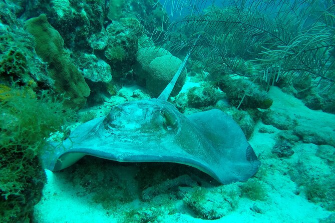 Guided Shore Dive On One Of Our House Reefs For Certified Divers. Overview Of Guided Shore Dive