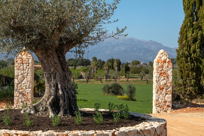 Guided Tour And Olive Oil Tasting In Mallorca Overview