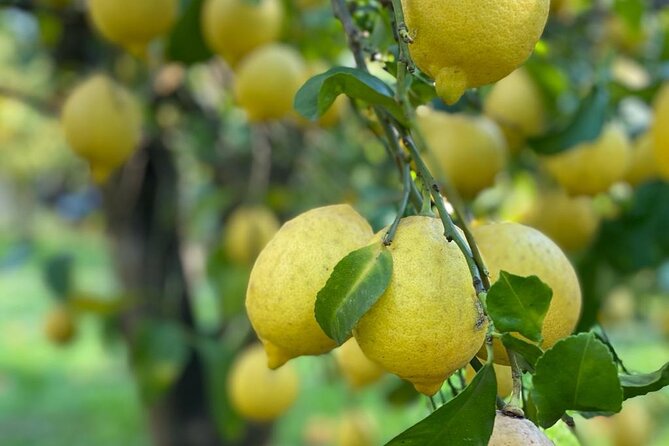 Guided Tour Of A Historic Lemon Grove In Sorrento Location And Duration