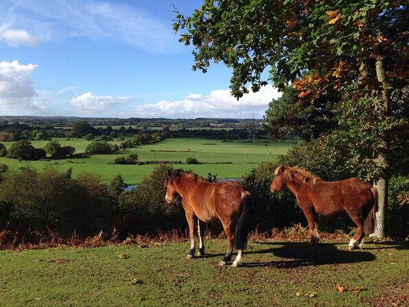 Guided Walking Tour Of New Forest National Park In Hampshire Overview Of New Forest National Park