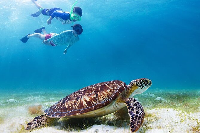 Half Day At Green Cay Bahamas Snorkeling With Turtles Tour Overview