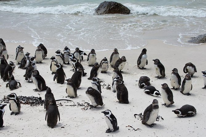 Half Day Boulders Penguins And Cape Point Small Group Tour Inclusions And Exclusions