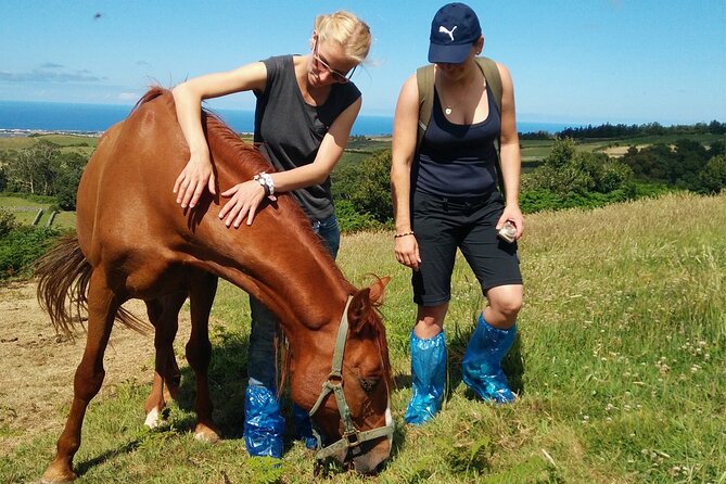 Half-Day Farm Visit and Cow Milking Experience - Activity Details