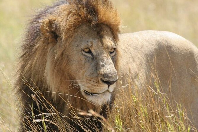 Half Day Guided Tour In Nairobi National Park Overview Of The Tour