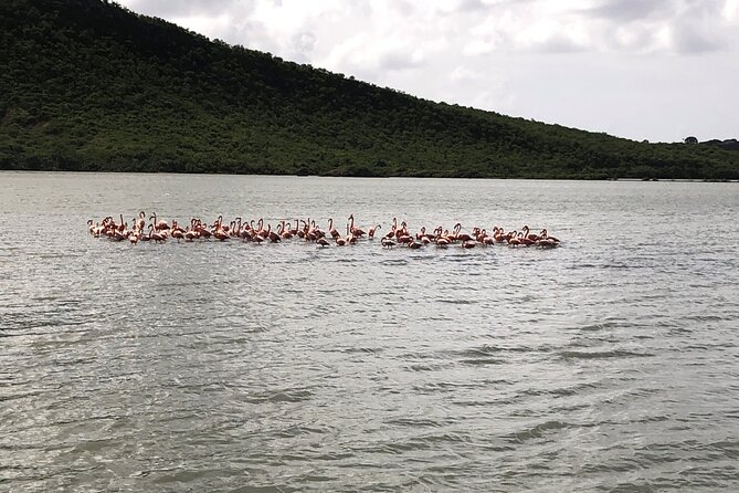 Half Day Hato Cave Flamingo Beach Tour - Tour Overview