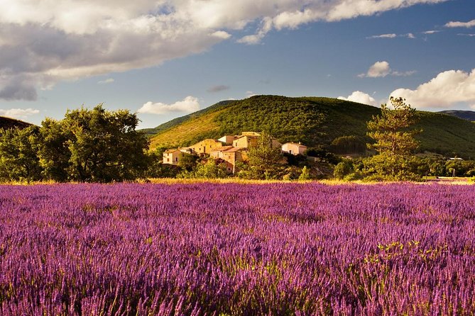 Half Day Lavender Road In Sault From Avignon Tour Overview