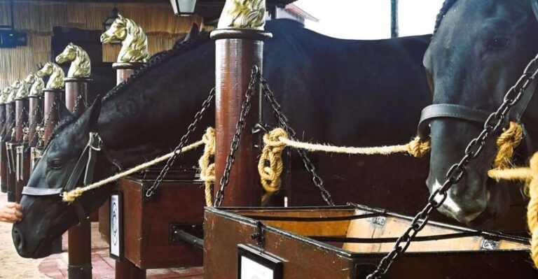 Half Day Lusitanian Horses & Photography Museum Private Tour Tour Details