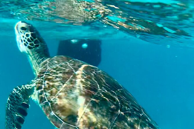 Half Day Luxury Catamaran Turtle Snorkel And Beach Experience Details