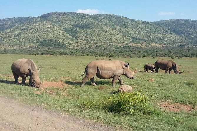 Half Day Safari From Johannesburg - Exploring Askari Game Lodge