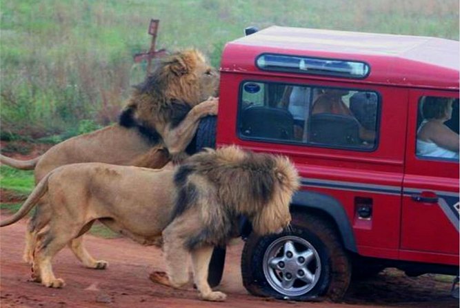 Half Day Safari Tour From Durban Included Services