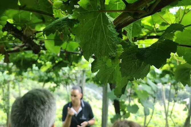 Half-Day Small-Group Wine Tour in Madeira - Inclusions and Exclusions