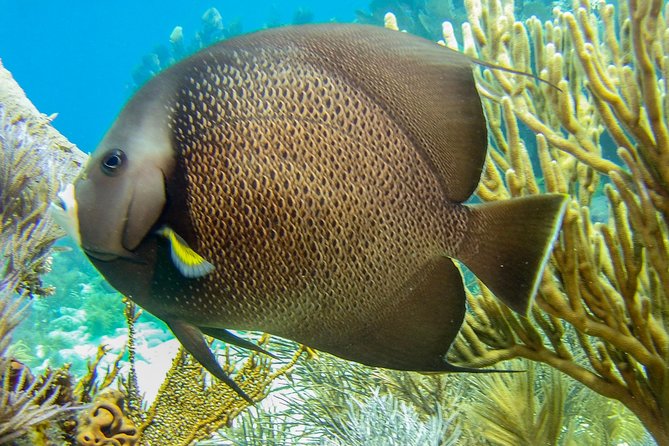 Half Day Snorkel Trip On Reefs In The Florida Keys Overview Of The Snorkel Trip