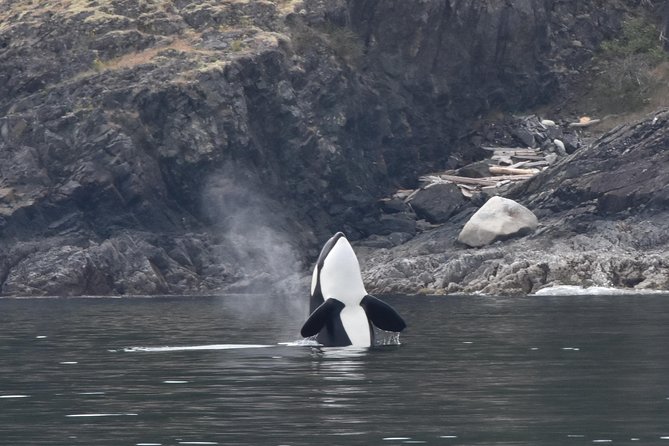 Half Day Whale Watching Adventure From Vancouver Overview Of The Adventure