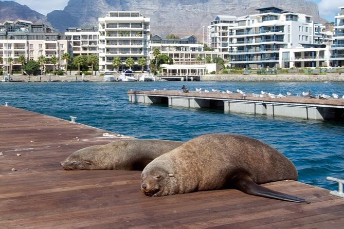 Half Hour Seal And Harbour Cruise From Cape Town Cruise Overview And Highlights