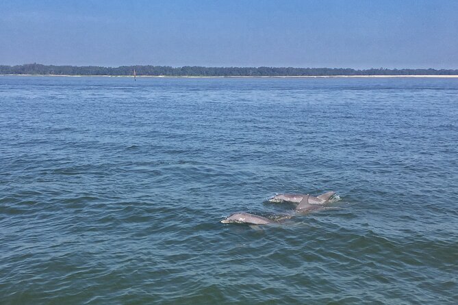 Hilton Head Island Dolphin Boat Cruise Overview And Experience