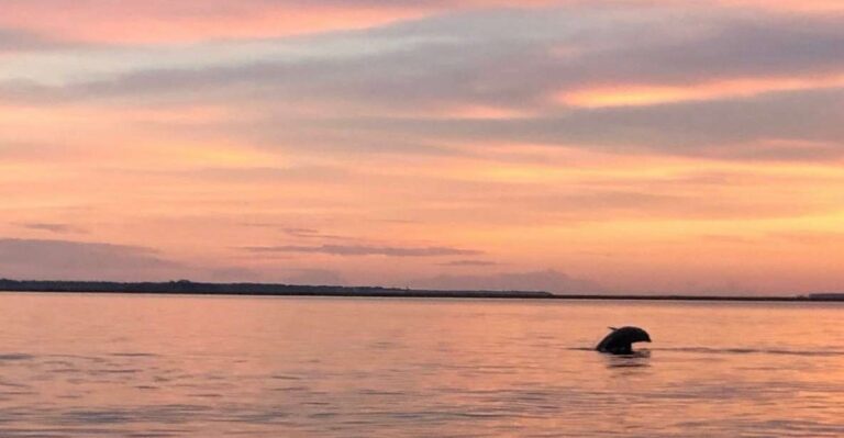 Hilton Head Island: Sunset Dolphin Watching Tour Tour Overview And Details