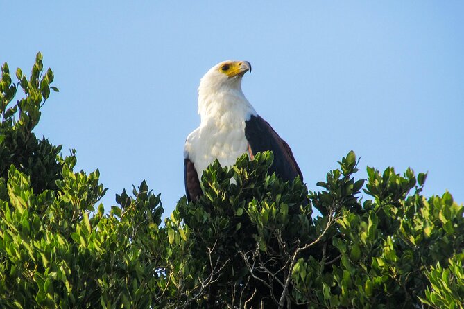 Hippo and Croc Boat Cruise in Saint Lucia With Pick-Up - Sighting Herons, Crakes, and Hippopotamuses