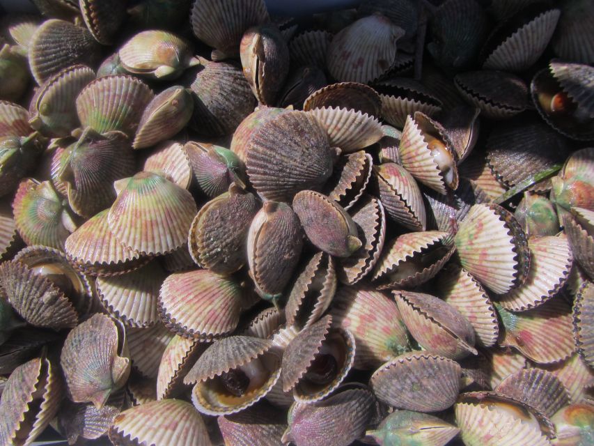 Homosassa: Snorkel & Scallop Hunt in Gulf of Mexico - Activity Overview