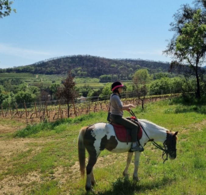 Horse Back Riding + Wine Tasting In The Maures Forest Overview Of The Activity