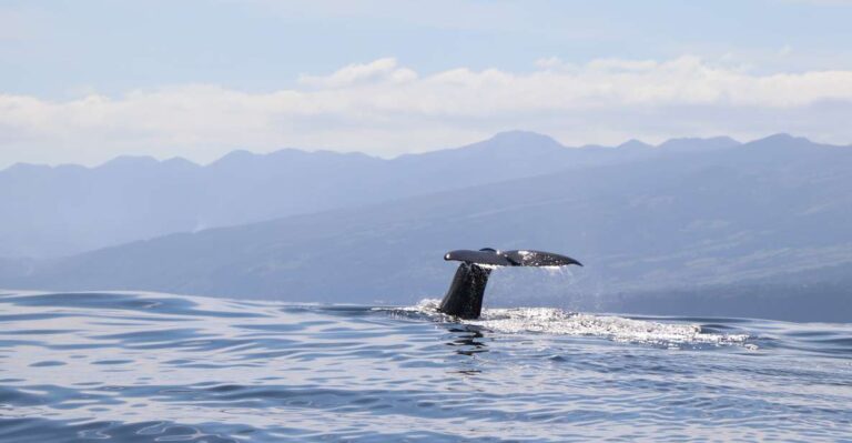 Horta: Whale And Dolphin Watching Expedition Expedition Overview