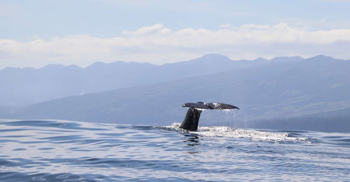 Horta: Whale and Dolphin Watching Expedition - Expedition Overview