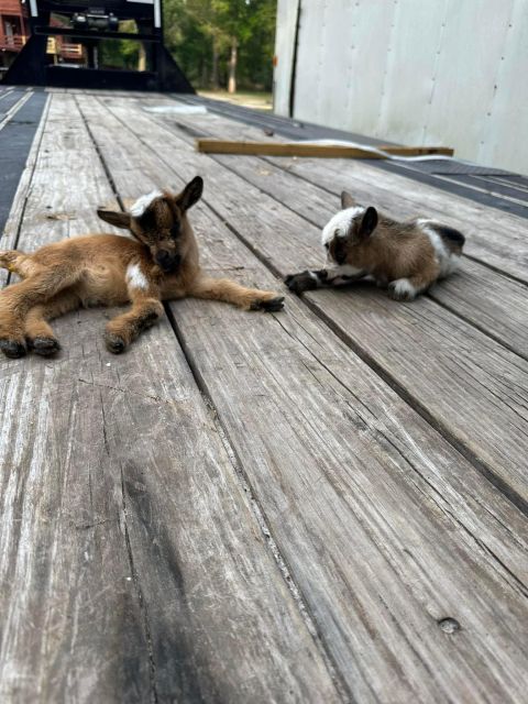 Houston: Adorable Mini Goats Experience E - Activity Details