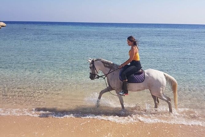 Hurghada: 2 Hours Camel And Horse Riding Adventure On The Sea. Pickup Information