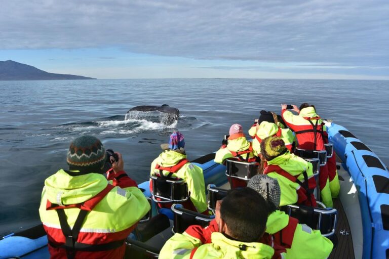 Húsavík: Big Whale Safari & Puffin Island Tour Tour Details