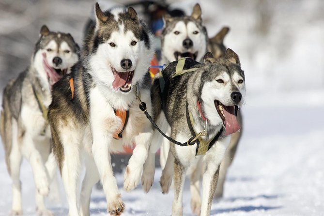 Husky Dog Sledding Tour From Riga Adrenaline Fueled Husky Experience