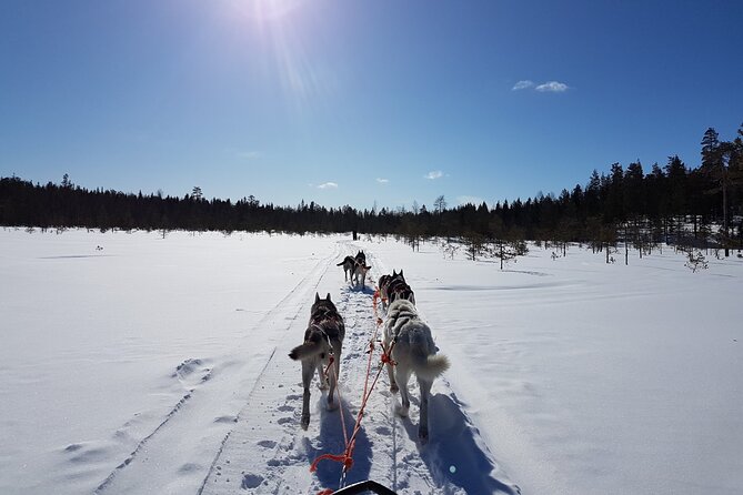 Husky Safari From Levi 2 Km Or 5 Km With Husky Sledge Ride Whats Included