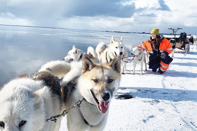 Husky Sledding Small Group Tour From Capital Region Tour Overview