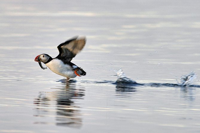 Iceland Super Saver: Puffin Cruise Plus Whale Watching Tour From Reykjavik Puffin Cruise Experience