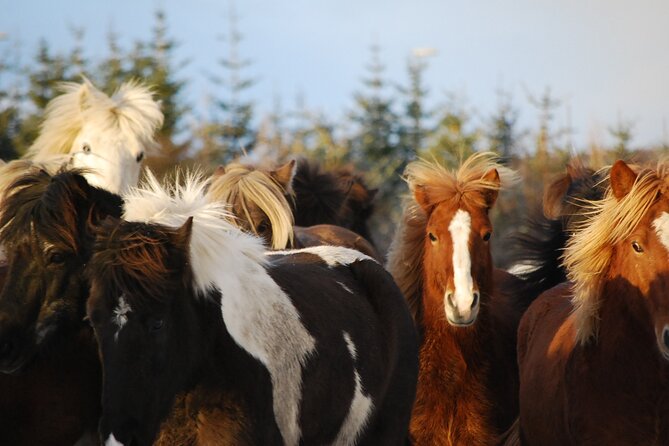 Icelandic Horse Riding And Whale Watching Tour From Reykjavik Tour Overview