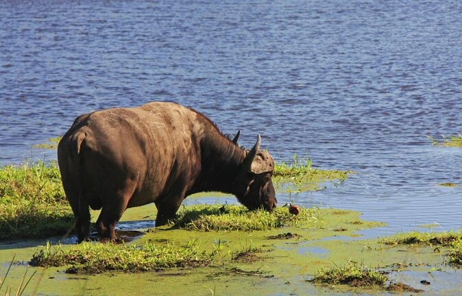 Isimangaliso Wetland Park, Full Day Tour - Tour Overview