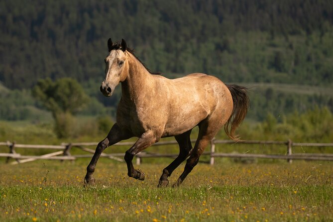 Jackson Hole Horseback Riding In The Bridger Teton National Forest Meeting Point And Arrival Details