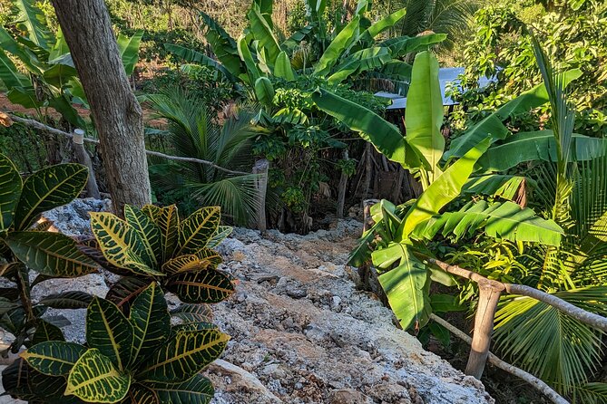 Jamaican Roots Tropical Farm Tour Explore & Chill (2 Hr) Inclusions