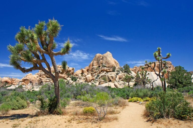 Joshua Tree National Park: Self Driving Audio Tour Overview Of The Tour