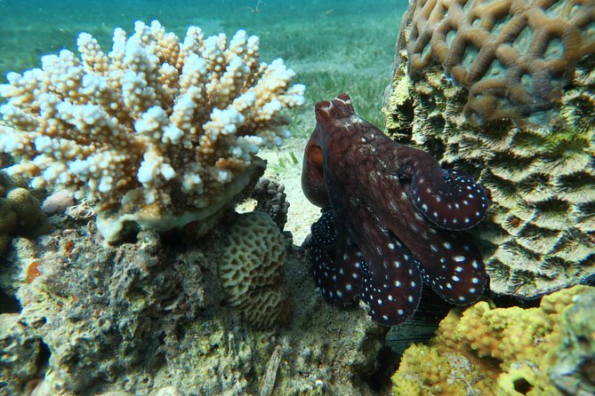 Journey Of Diving Or Snorkelling From A Boat Overview Of The Experience