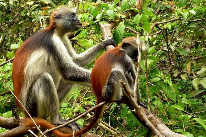 Jozani Forest Reserve Half Day Guided Tour From Zanzibar Tour Overview