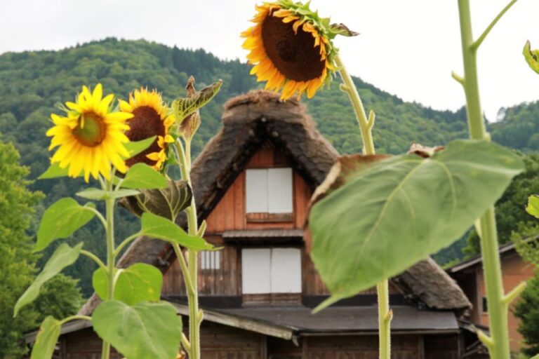 Kanazawa To Shirakawago: Half Day Tour Tour Overview